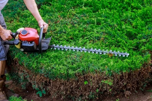 Pruning and Hedge Trimming